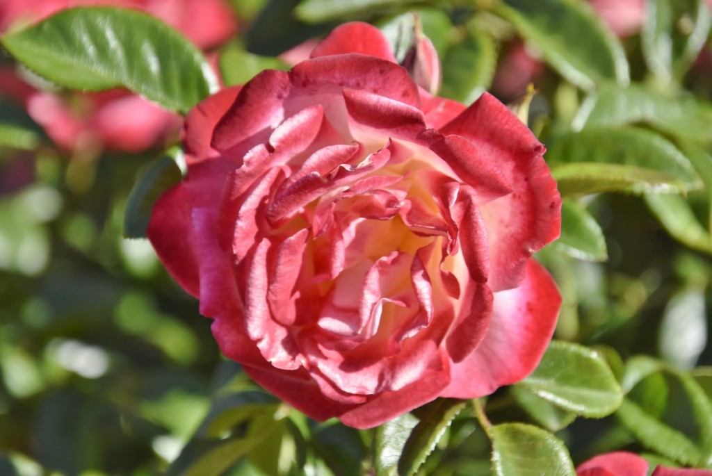 Foto: Parque Cervantes - Barcelona (Cataluña), España