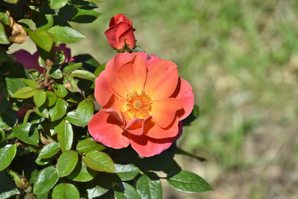 Foto: Parque Cervantes - Barcelona (Cataluña), España