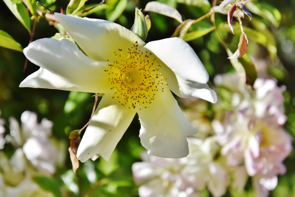 Foto: Parque Cervantes - Barcelona (Cataluña), España