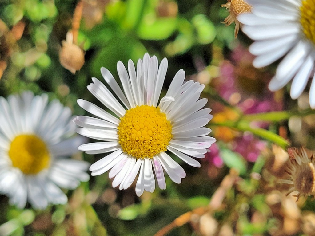 Foto: Parque Cervantes - Barcelona (Cataluña), España