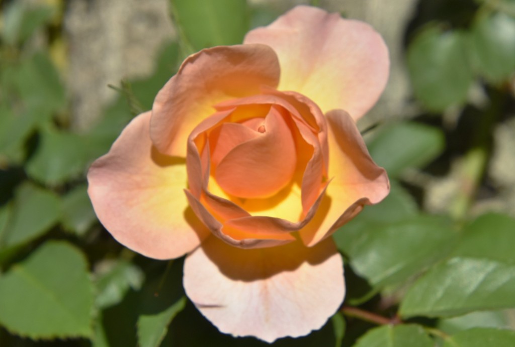 Foto: Parque Cervantes - Barcelona (Cataluña), España