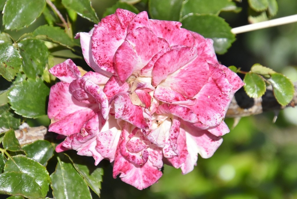 Foto: Parque Cervantes - Barcelona (Cataluña), España
