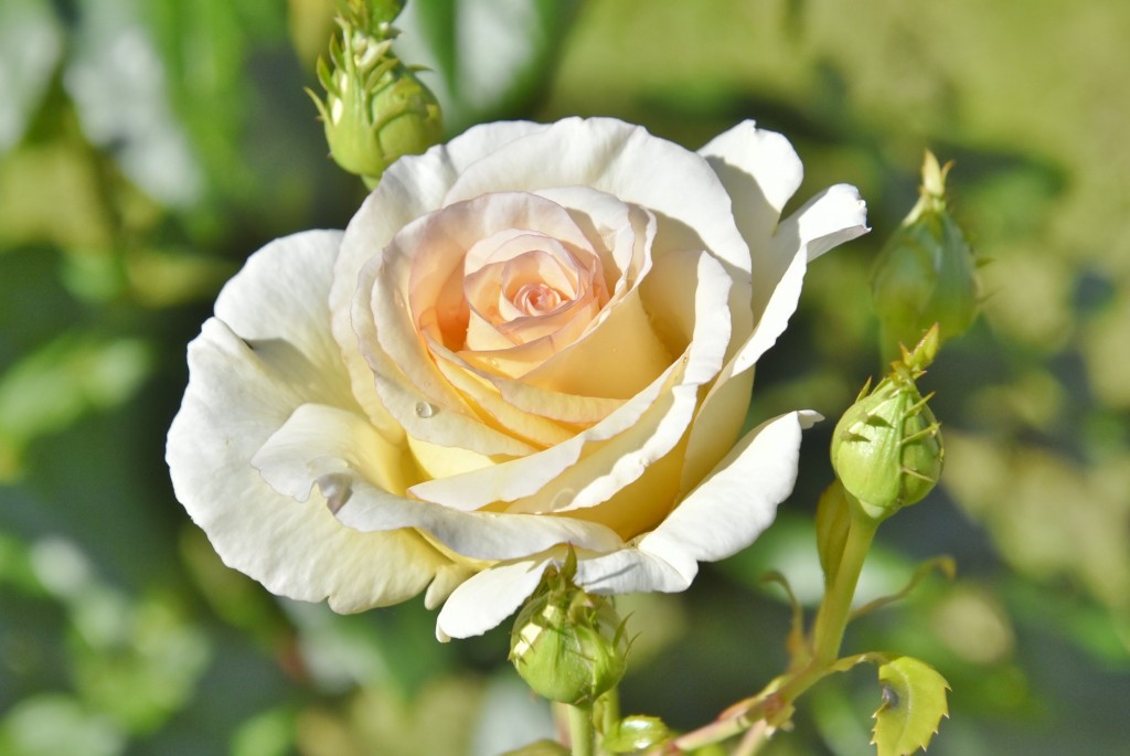 Foto: Parque Cervantes - Barcelona (Cataluña), España