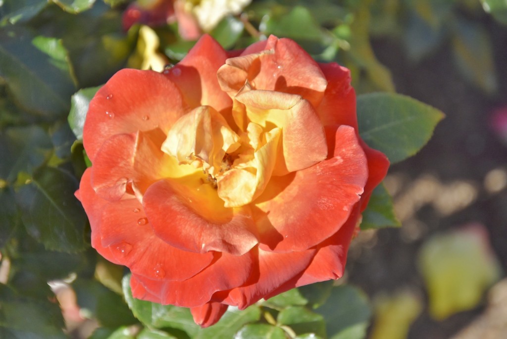 Foto: Parque Cervantes - Barcelona (Cataluña), España