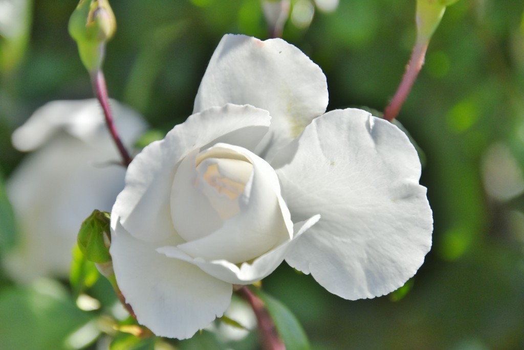 Foto: Parque Cervantes - Barcelona (Cataluña), España