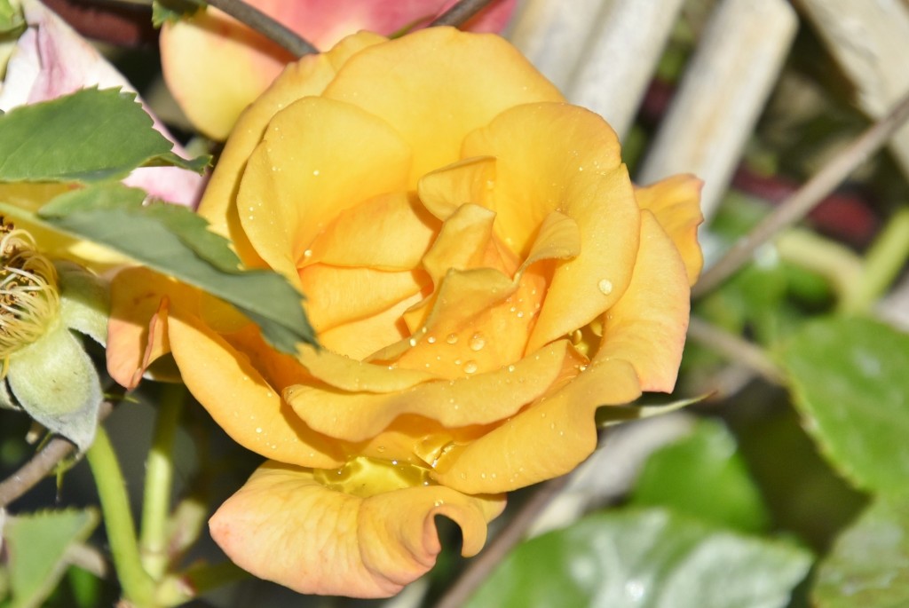 Foto: Parque Cervantes - Barcelona (Cataluña), España