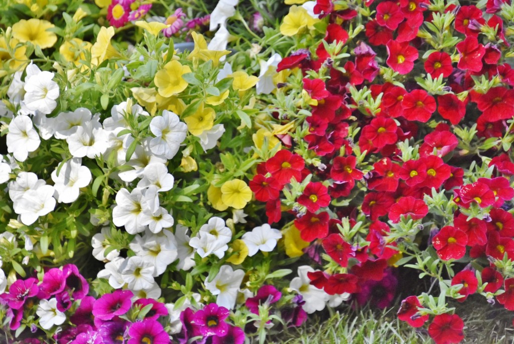 Foto: Girona en Flors 2024 - Girona (Cataluña), España