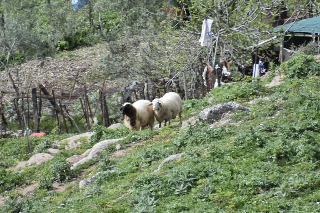 Foto: Bichitos - Villaluenga del Rosario (Cádiz), España