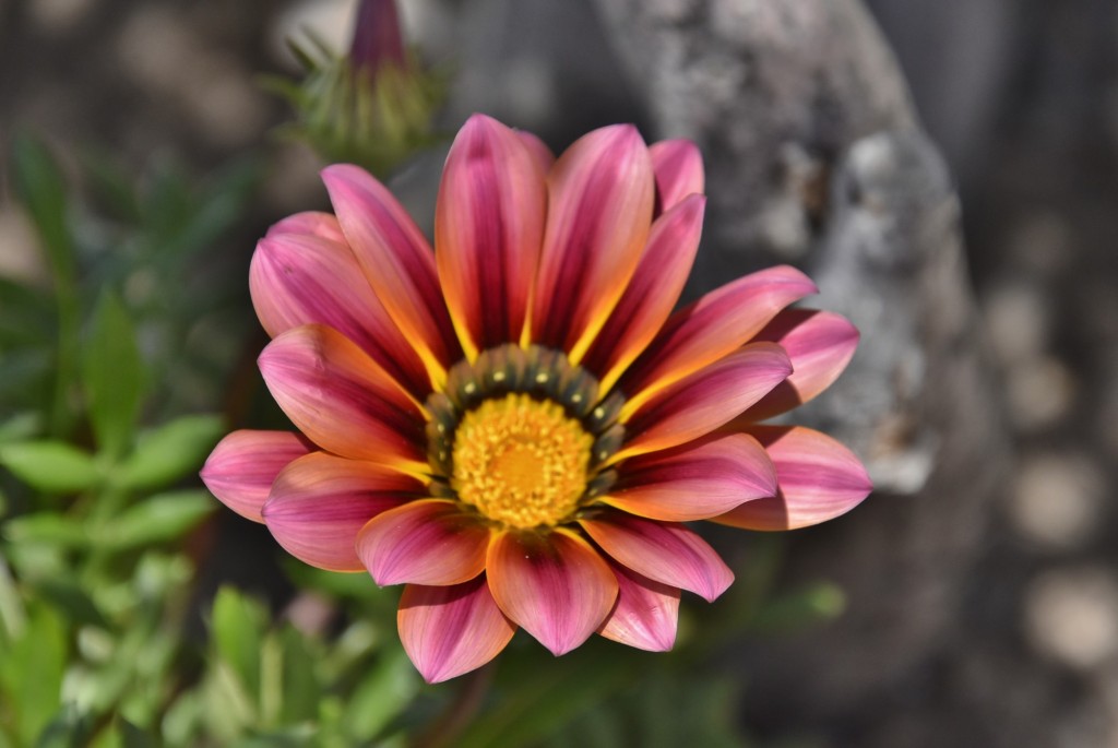 Foto: Un poco de color - Zahara de la Sierra (Cádiz), España