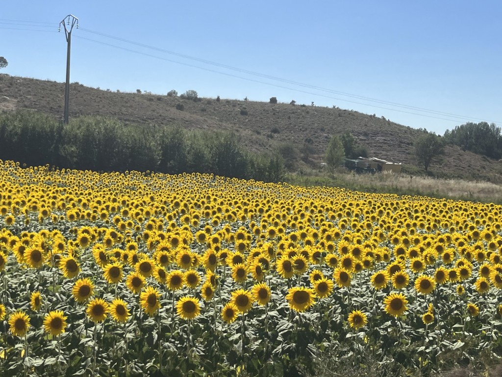 Foto: los girasoles - Miño de San Esteban (Soria), España