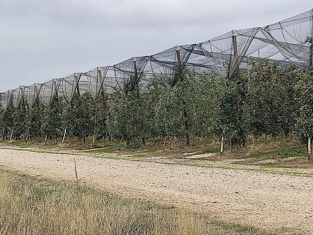 Foto: manzanal - La Rasa (Soria), España