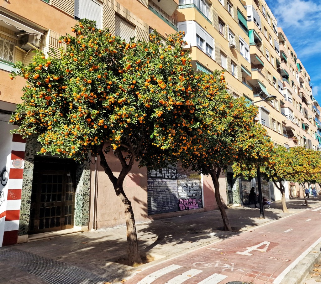 Foto: Llegaron las naranjas - Valencia (València), España