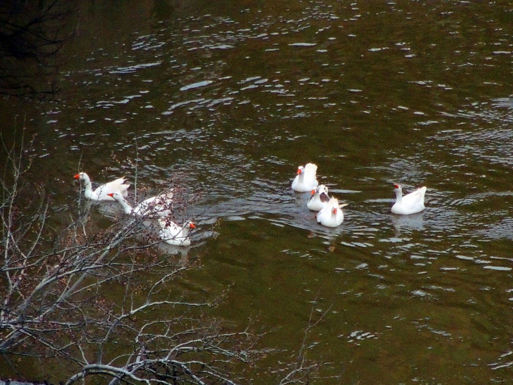 Foto de Toledo (Castilla La Mancha), España
