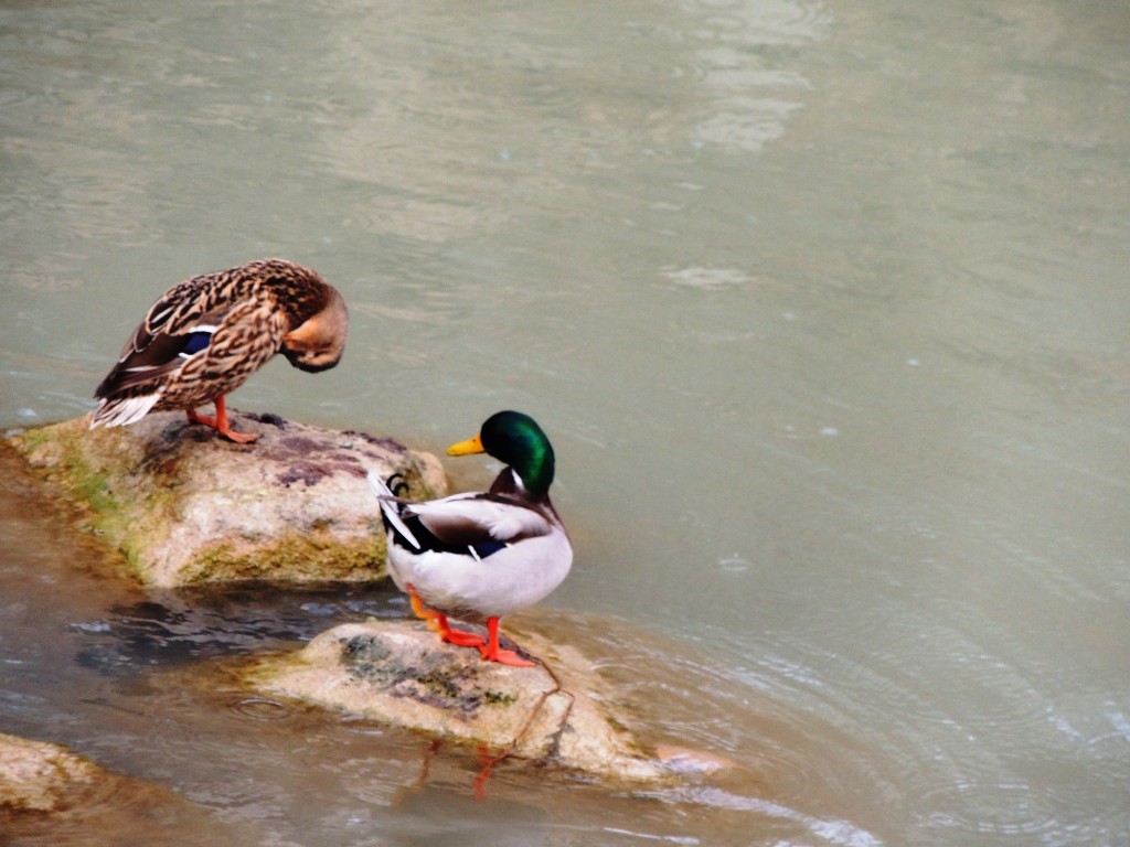 Foto de Aranjuez (Madrid), España