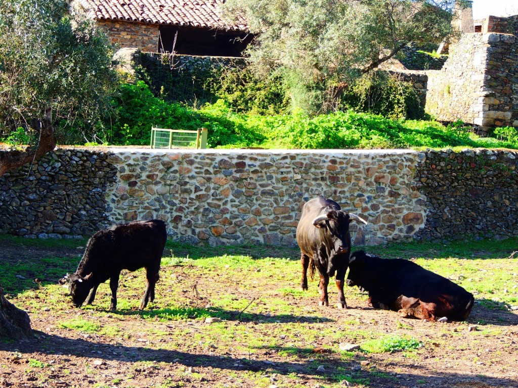 Foto de Granadilla (Cáceres), España