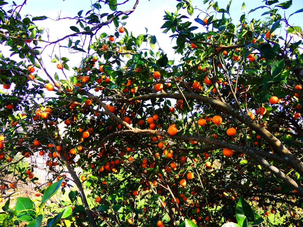 Foto de Granadilla (Cáceres), España