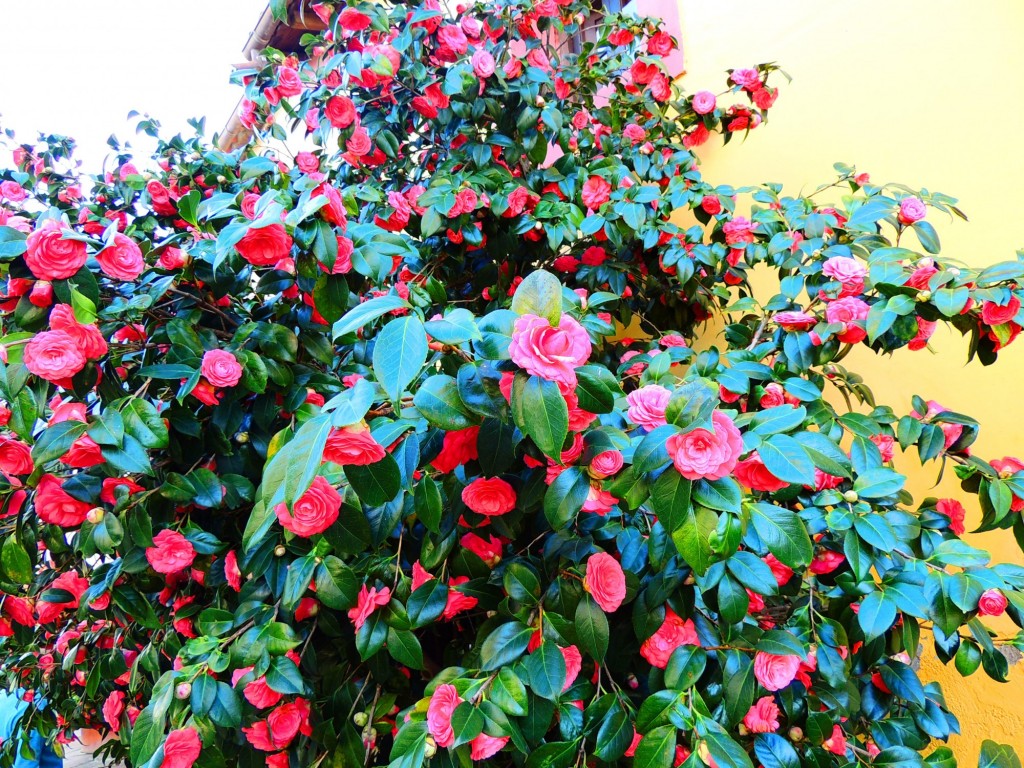 Foto de Granadilla (Cáceres), España