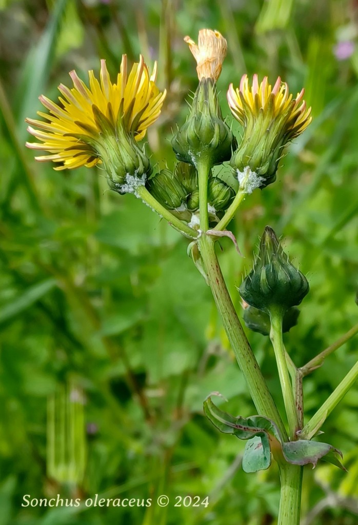 Foto: Sonchus oleraceus - Acedera, Los Guadalperales (Badajoz), España