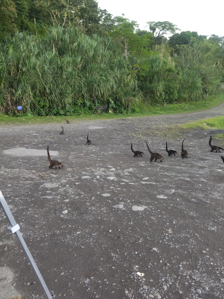 Foto: Naturaleza - Lago arenal (Alajuela), Costa Rica