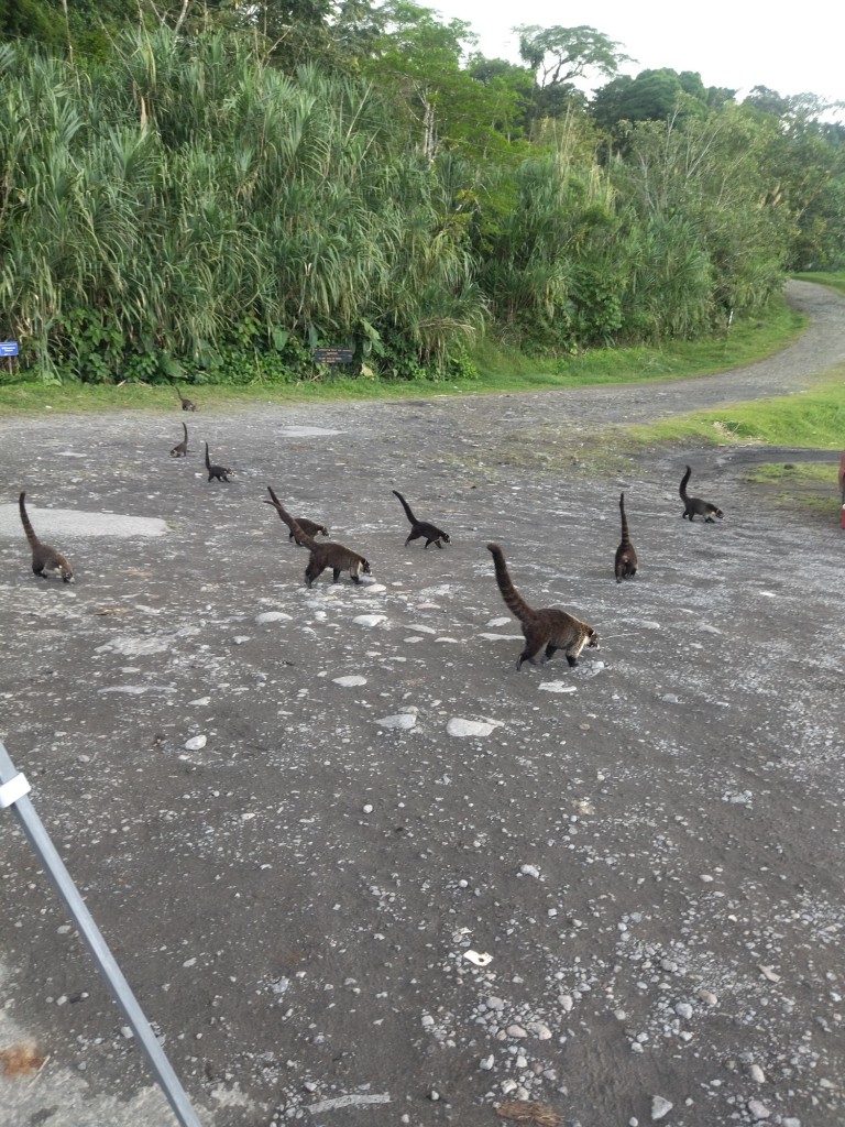 Foto: Naturaleza - Lago arenal (Alajuela), Costa Rica
