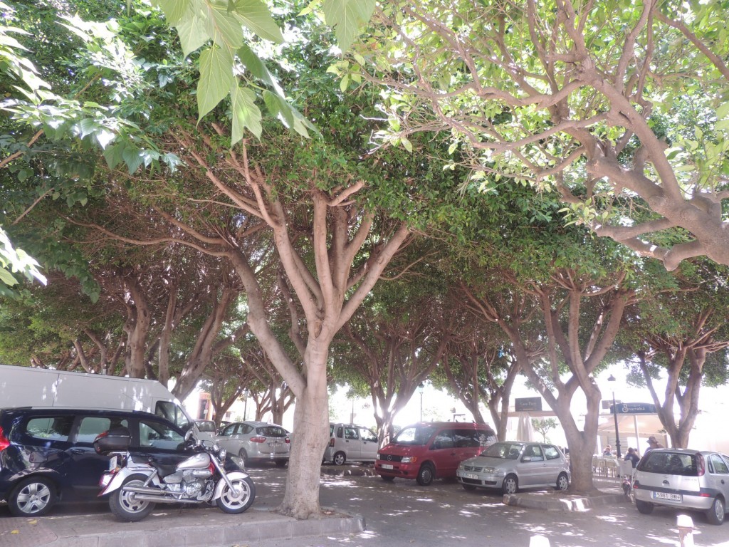 Foto de Estepona (Málaga), España