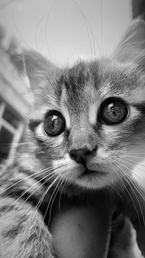 Foto: gatita - Villapinzon (Cundinamarca), Colombia