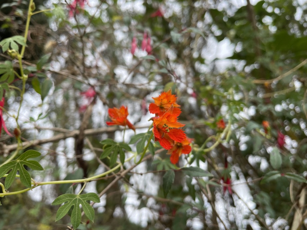 Foto: flores - Viillapinzón (Cundinamarca), Colombia