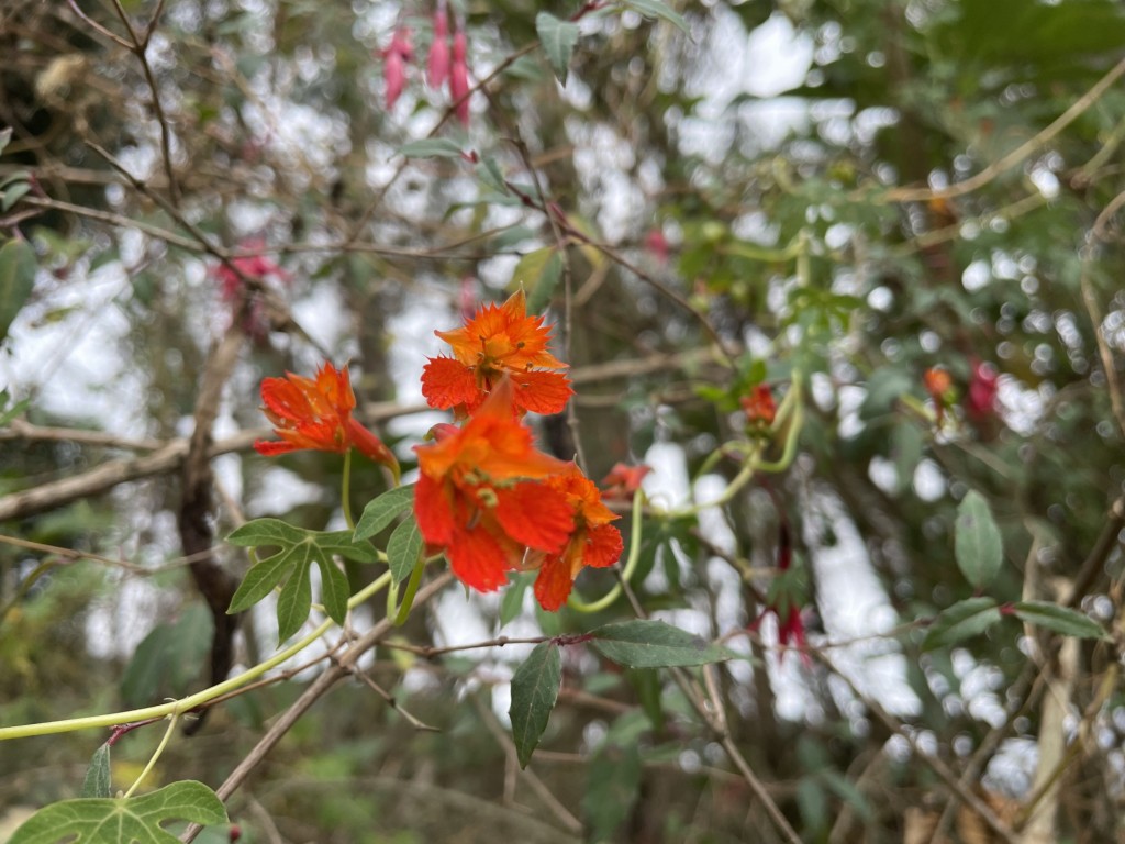 Foto: flores - Viillapinzón (Cundinamarca), Colombia