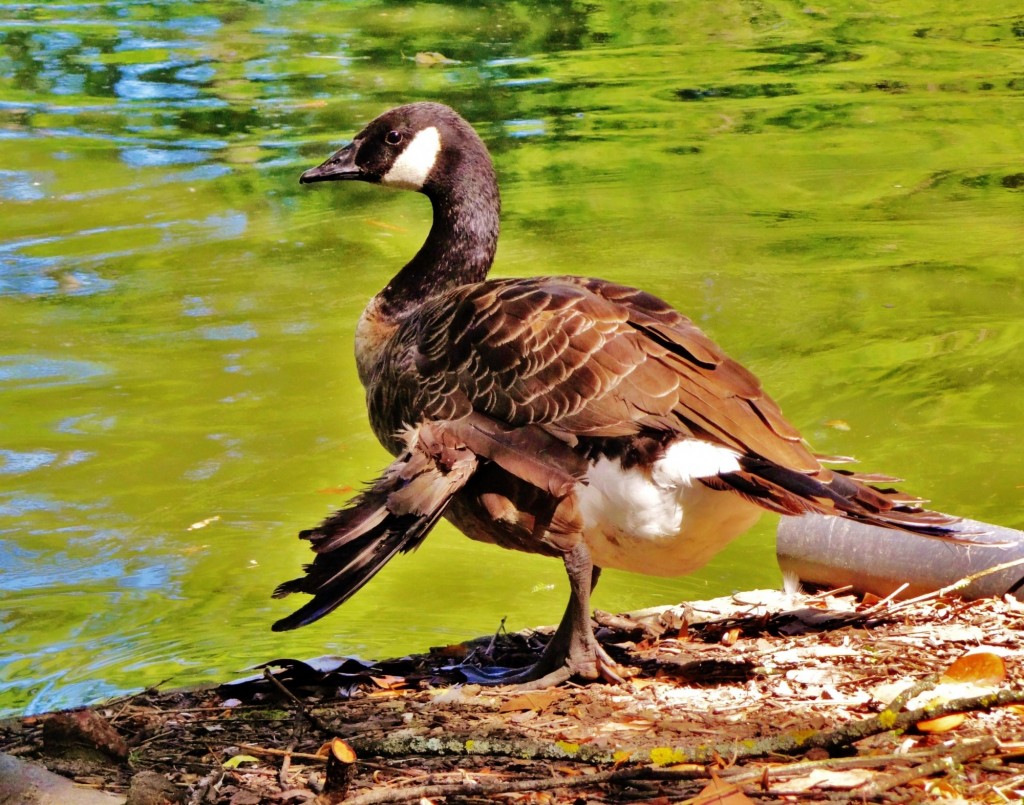 Foto: Jardin Public - Bordeaux (Aquitaine), Francia