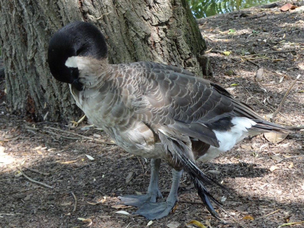 Foto: Jardin Public - Bordeaux (Aquitaine), Francia