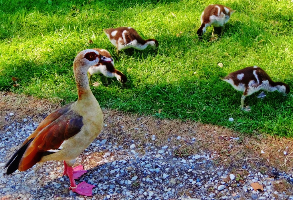 Foto: Jardin Public - Bordeaux (Aquitaine), Francia