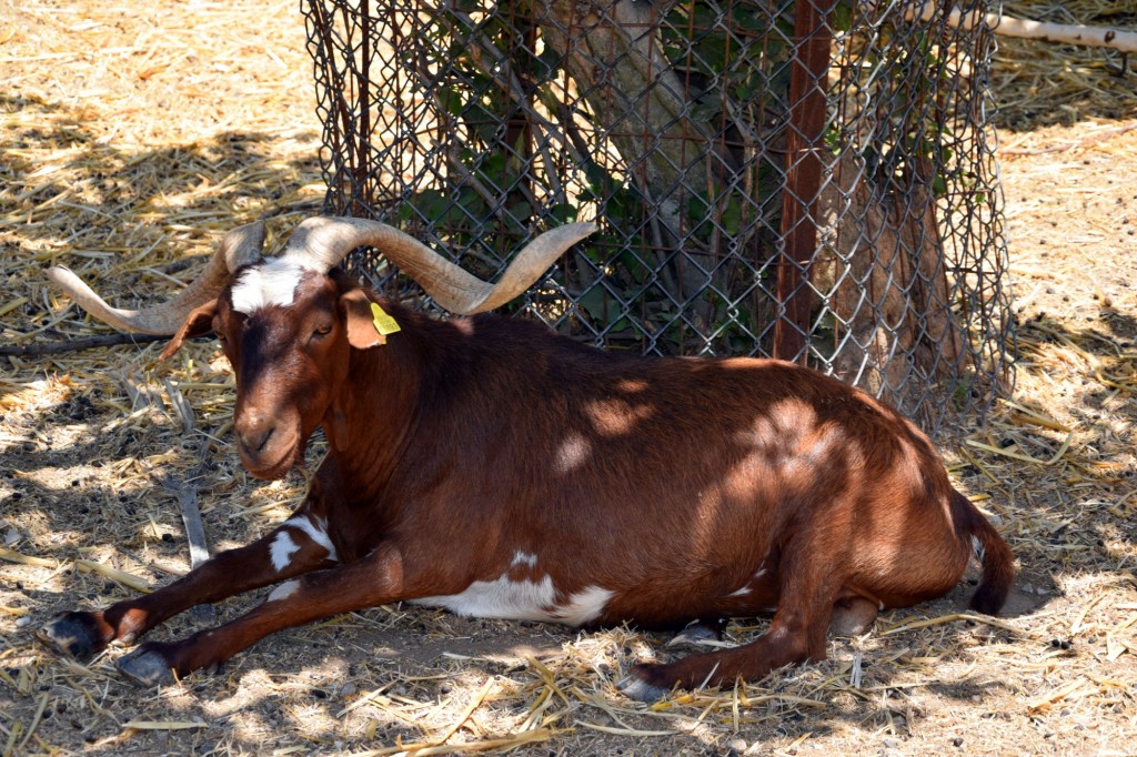Foto: Rancho Cortesano - Cuartillos (Cádiz), España