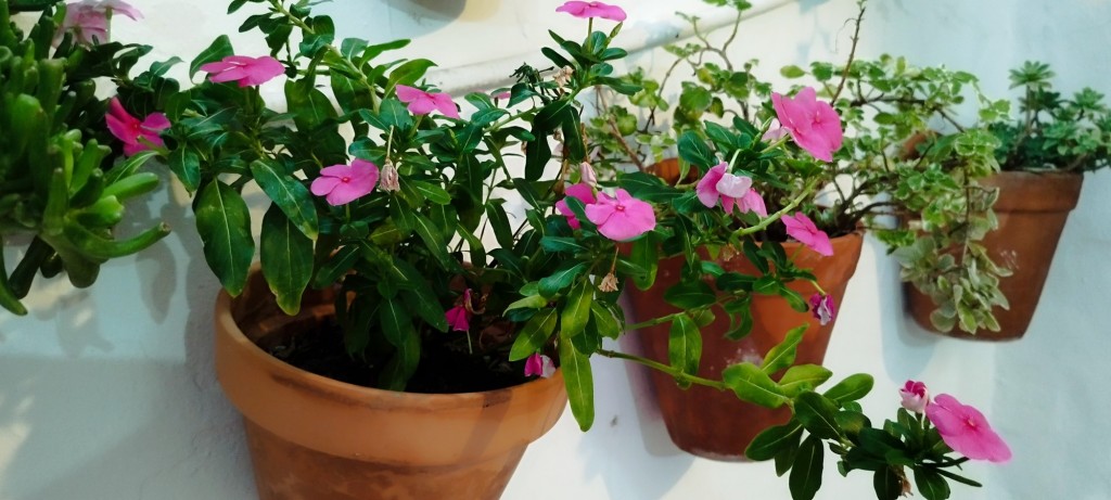 Foto: Ornamentos floreles en Pizzería El Horno - Conil de la Frontera (Cádiz), España