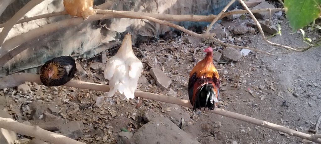 Foto de Gibraltar, Gibraltar