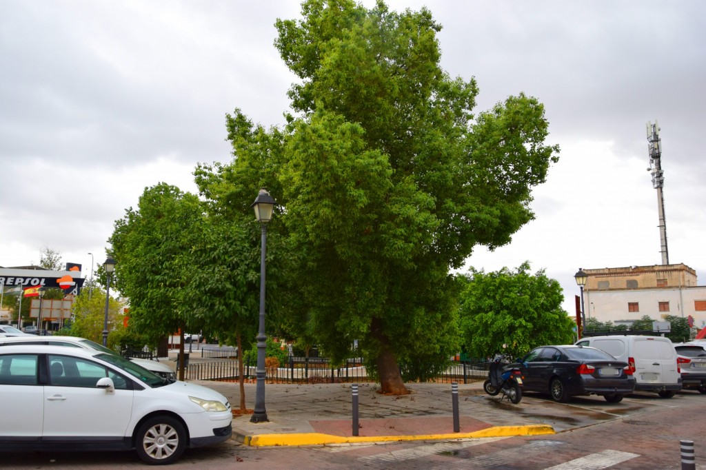Foto: Virgen de la Encarnación - Sanlucar la Mayor (Sevilla), España