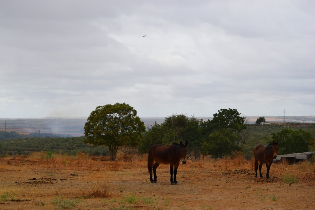 Foto de Sanlucar la Mayor (Sevilla), España