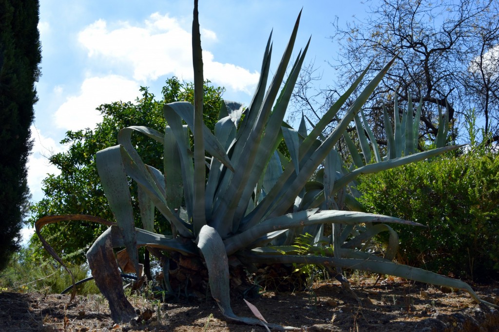 Foto de Carmona (Sevilla), España
