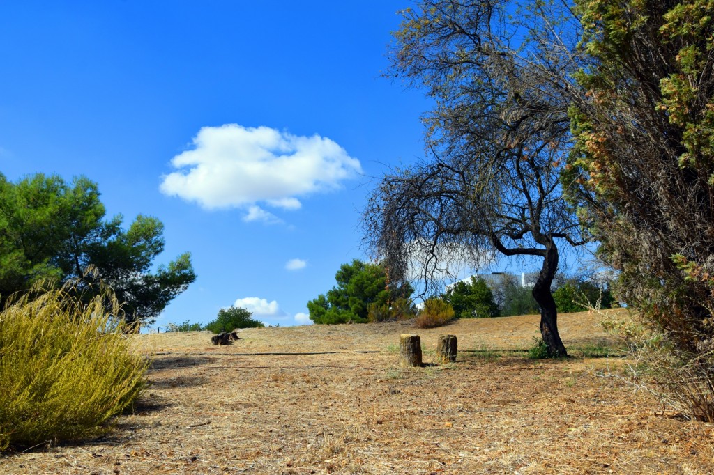 Foto de Carmona (Sevilla), España