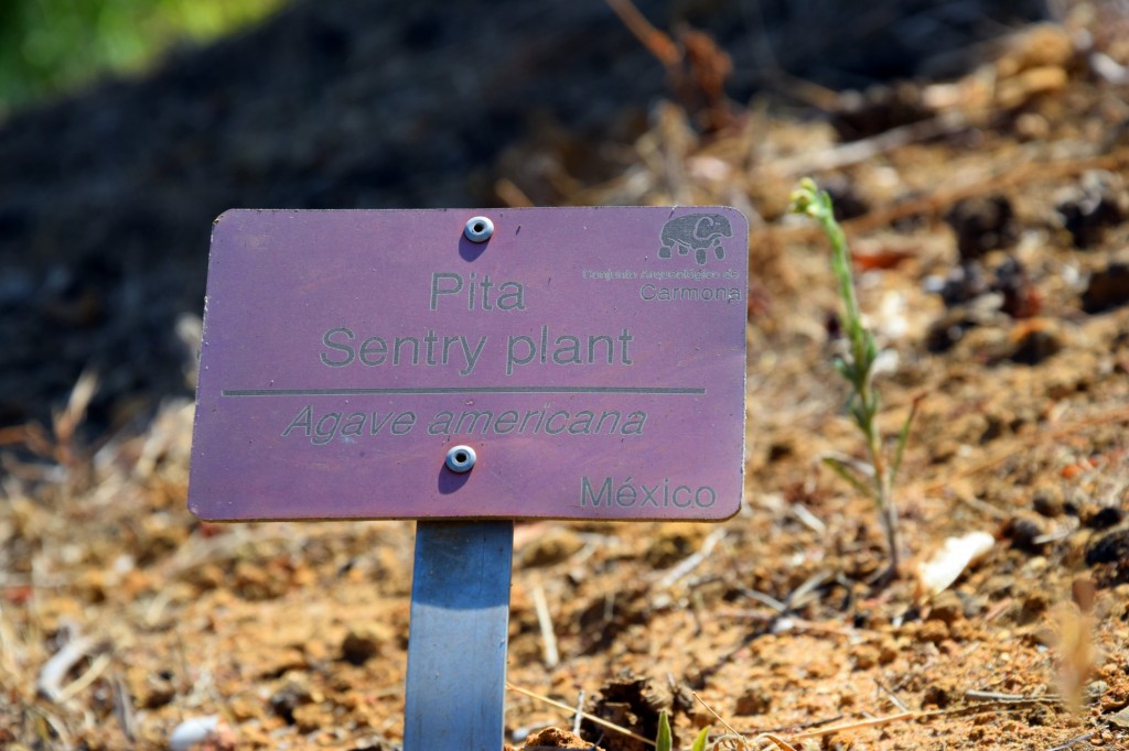Foto de Carmona (Sevilla), España