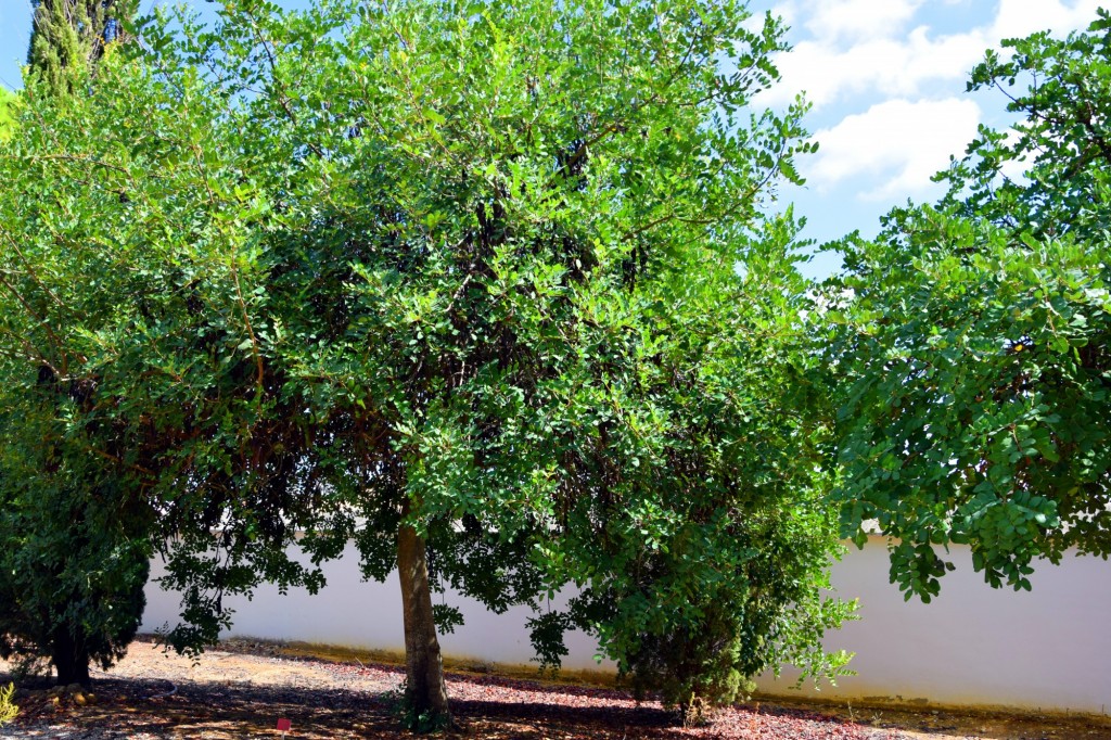 Foto de Carmona (Sevilla), España