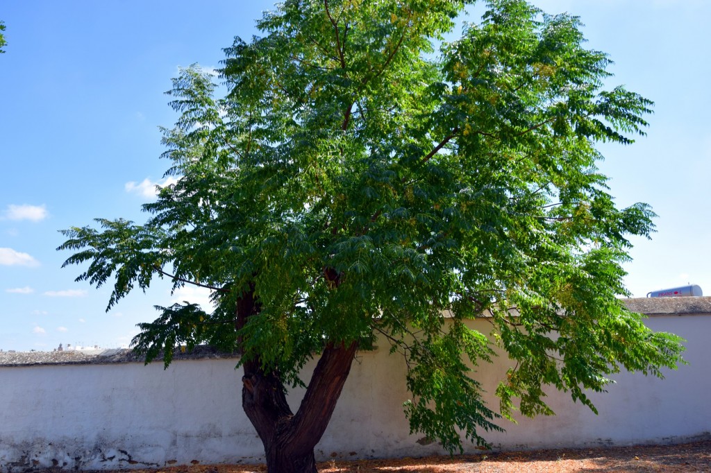 Foto de Carmona (Sevilla), España