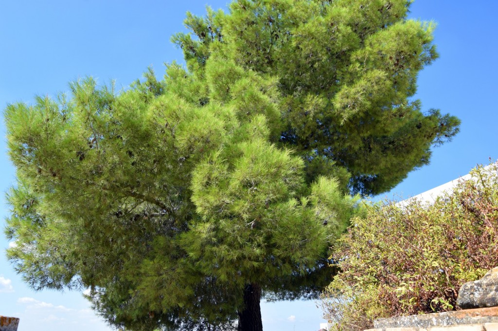 Foto de Carmona (Sevilla), España