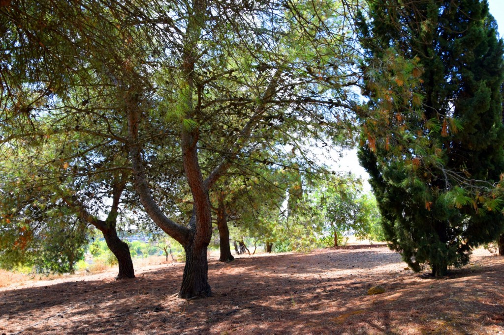 Foto de Carmona (Sevilla), España