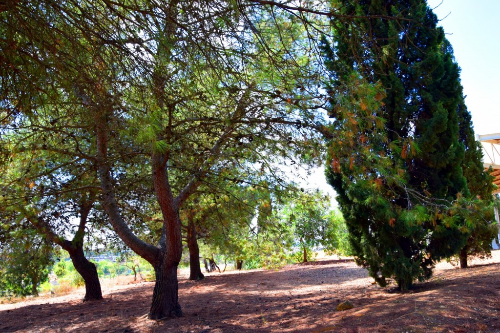 Foto de Carmona (Sevilla), España