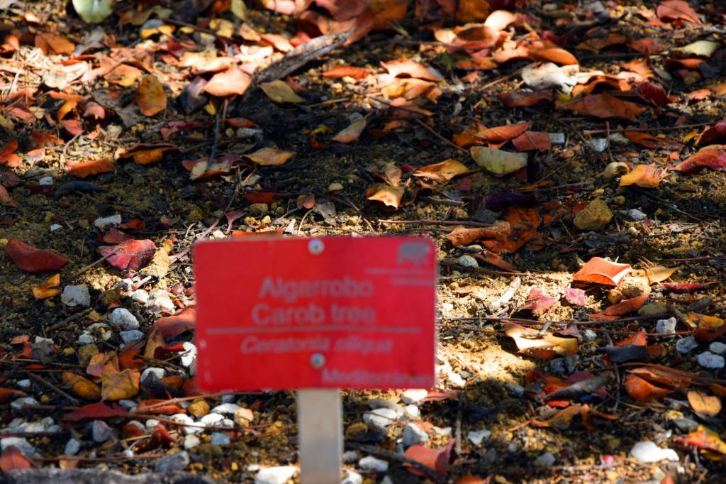 Foto de Carmona (Sevilla), España