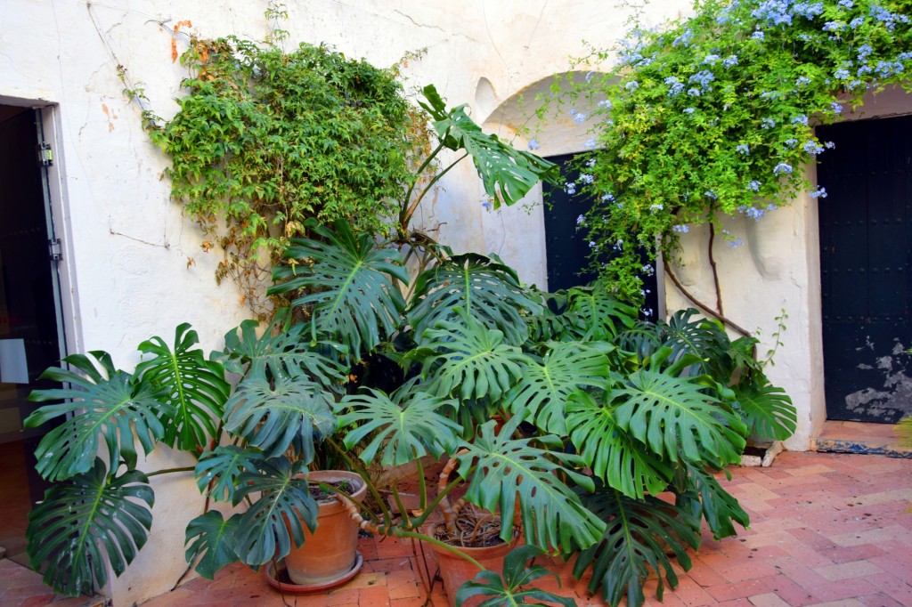 Foto de Carmona (Sevilla), España