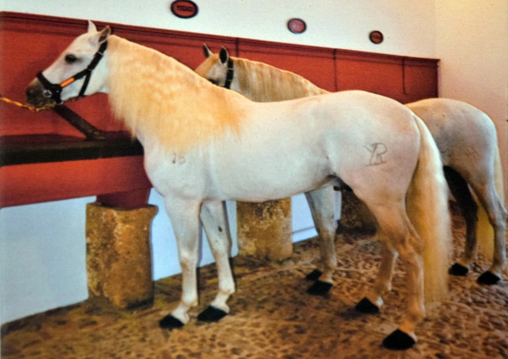 Foto: Carita y Babieca - Carmona (Sevilla), España