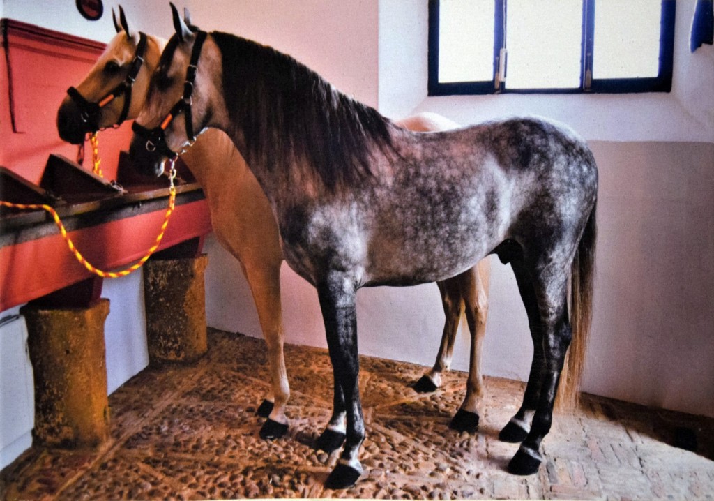 Foto: Tarrita y Espartero - Carmona (Sevilla), España