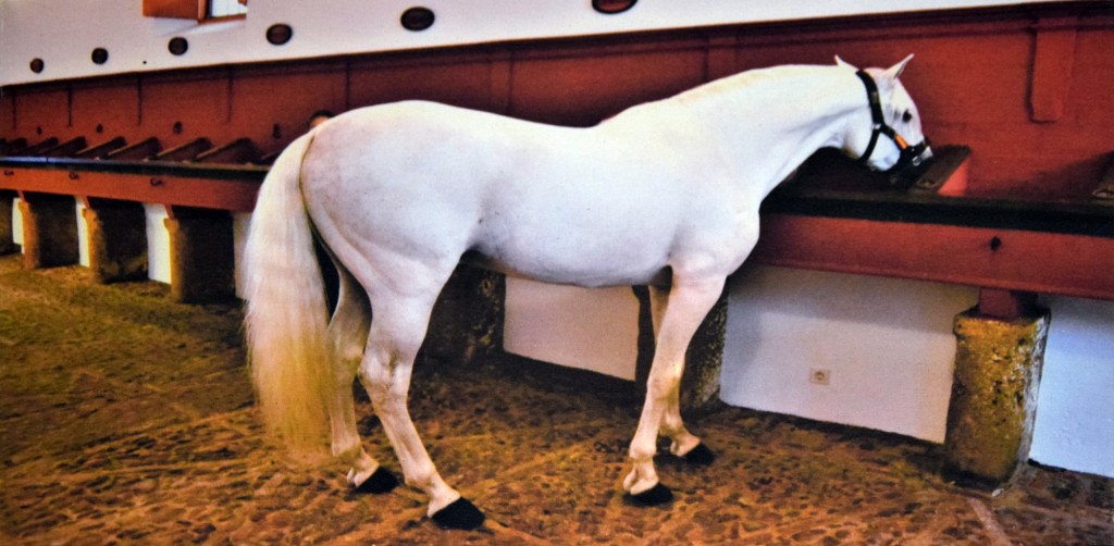 Foto: Opus - Carmona (Sevilla), España