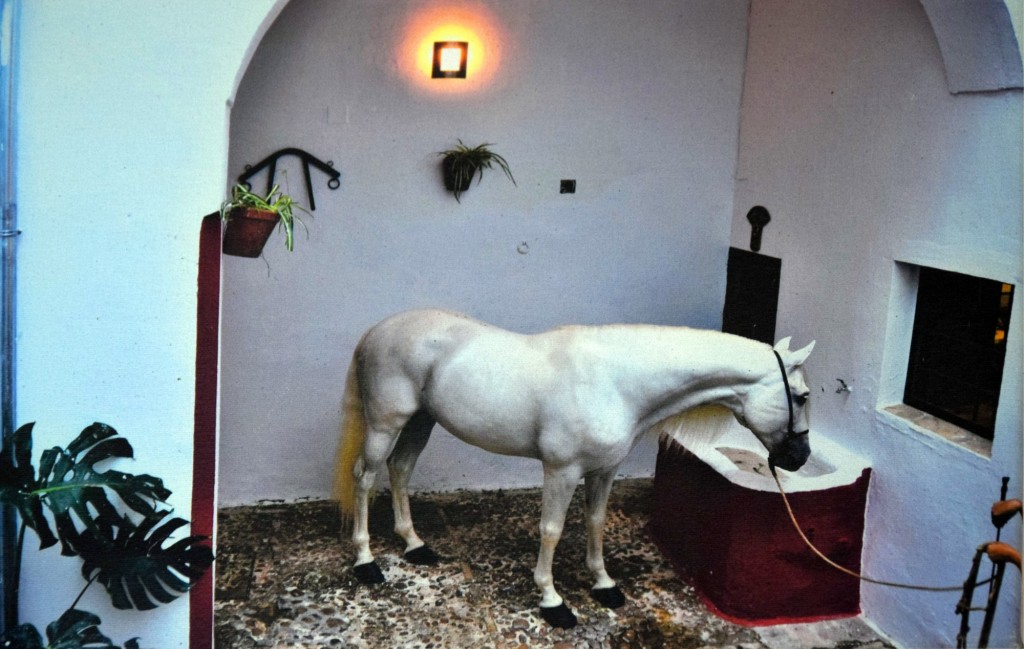 Foto: Pegaso - Carmona (Sevilla), España